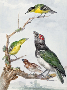 Aert Schouman - Four Different Birds on a Branch | Аерт Шоуман
