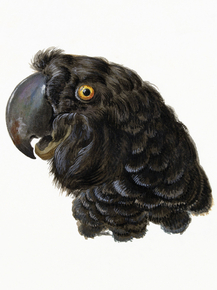 Aert Schouman - Cockatoo Head (Коллекция постеров) | Аерт Шоуман