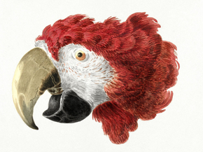Aert Schouman - Cockatoo Head Macaw (Коллекция постеров) | Аерт Шоуман