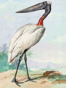 Aert Schouman - Jabiru | Аерт Шоуман