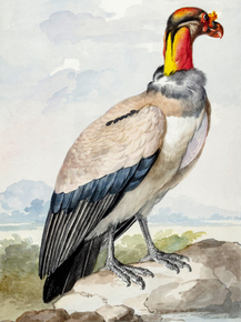 Aert Schouman - King vulture | Аерт Шоуман