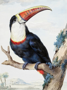 Aert Schouman - Red-billed Toucan | Аерт Шоуман