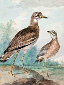 Aert Schouman - Stone-curlew | Аерт Шоуман