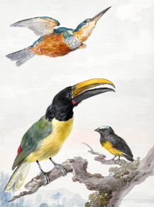 Aert Schouman - Three Birds a Kingfisher | Аерт Шоуман