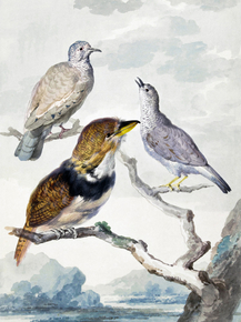 Aert Schouman - Three birds, two Inca Pigeons | Аерт Шоуман