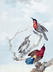 Aert Schouman - Three Crimson Sunbirds | Аерт Шоуман