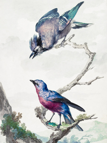 Aert Schouman - Two birds | Аерт Шоуман