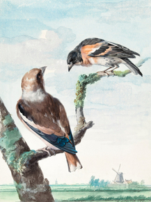 Aert Schouman - Two birds hawfinch | Аерт Шоуман