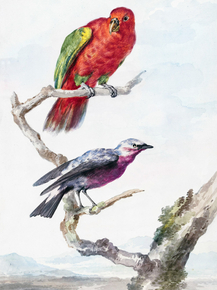 Aert Schouman - Two birds, including a red-green parrot | Аерт Шоуман