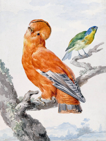 Aert Schouman - Two Exotic Birds | Аерт Шоуман