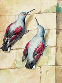 Aert Schouman - Two wallcreepers | Аерт Шоуман