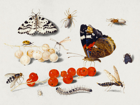 Jan Van Kessel - Butterfly, Caterpillar | Кессель Ян Ван