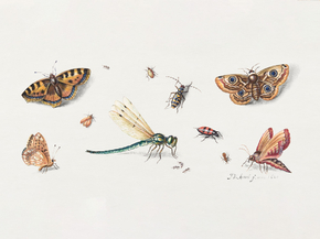 Jan Van Kessel - Insects, Butterflies | Кессель Ян Ван
