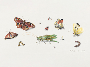 Jan Van Kessel - Insects, Butterflies, and a Grasshopper | Кессель Ян Ван