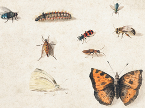 Jan Van Kessel - Sheet of Studies of Nine Insects | Кессель Ян Ван