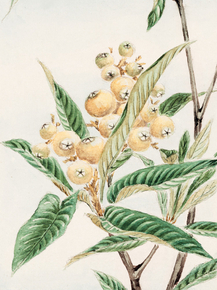 Мегата Морикага - Biwa loquat