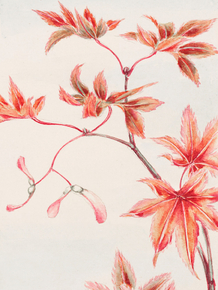 Мегата Морикага - Branch of Momiji