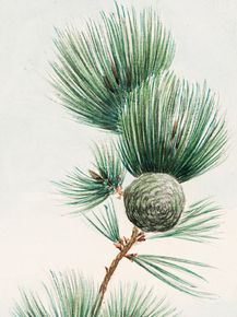 Мегата Морикага - Gayo matsu pine