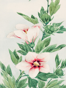 Мегата Морикага - Hibiscus plant