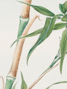Мегата Морикага - Japanese Bamboo