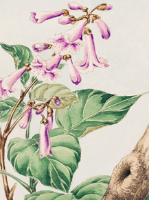 Мегата Морикага - Kiri branch with flowers and leaves