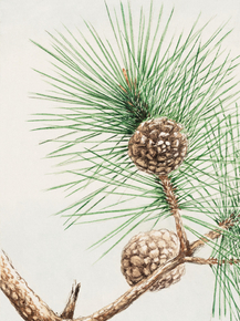Мегата Морикага - Matsu pine