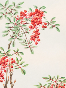 Мегата Морикага - Nandina bush with berries