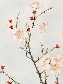 Мегата Морикага - Plum branches with blossoms
