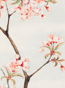 Мегата Морикага - Sakura cherry