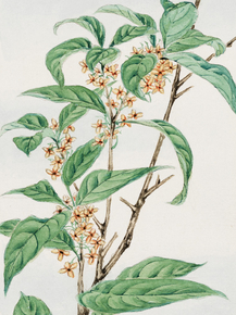 Мегата Морикага - Stem with leaves and small flowers