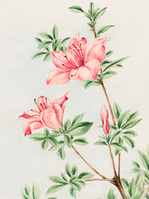Мегата Морикага - Tsutsuji rhododendron Judicum