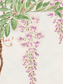 Мегата Морикага - Wisteria vine with leaves and blossoms