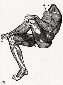 Reijer Stolk (Коллекция постеров) - Leg and arm muscles | Рейер Столк
