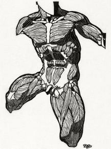 Reijer Stolk (Коллекция постеров) - Neck, stomach and thigh muscles | Рейер Столк