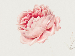 Jacobus van Os - Red Rose | Якоб ван Ос