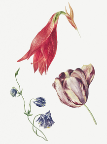 Jacobus van Os - Tulp, akelei en amaryllis | Якоб ван Ос