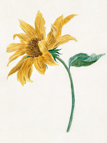 Michiel van Huysum - Branch with a sunflower | Михил ван Хейсум