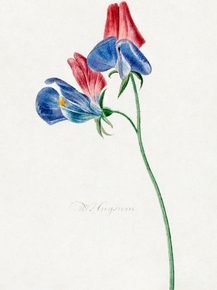 Michiel van Huysum - Branch with two flowers | Михил ван Хейсум