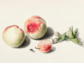 Michiel van Huysum - Peaches anda plum | Михил ван Хейсум