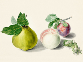 Michiel van Huysum - Pear and plum | Михил ван Хейсум