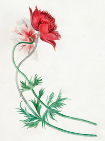 Michiel van Huysum - Two branches with a flower | Михил ван Хейсум