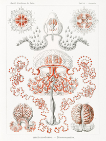 Ernst Haeckel - Anthomedusae. Blumenquallen | Эрнст Геккель
