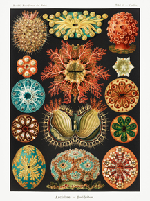 Ernst Haeckel - Ascidiae. Seescheiden | Эрнст Геккель