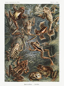 Ernst Haeckel - Batrachia. Frösche | Эрнст Геккель