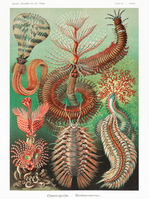 Ernst Haeckel - Chaetopoda. Borstenwürmer | Эрнст Геккель