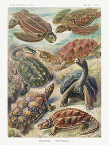 Ernst Haeckel - Chelonia. Schildkröten | Эрнст Геккель