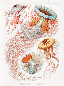 Ernst Haeckel - Discomedusae. Scheibenquallen | Эрнст Геккель