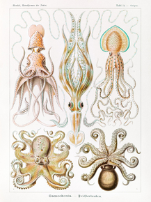 Ernst Haeckel - Gamochonia. Trichterkraken | Эрнст Геккель