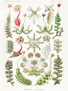 Ernst Haeckel - Hepaticae. Lebermoose | Эрнст Геккель