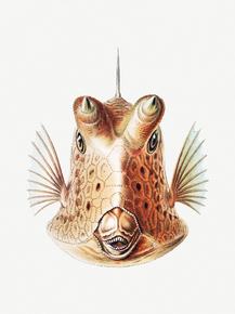 Ernst Haeckel | Эрнст Геккель